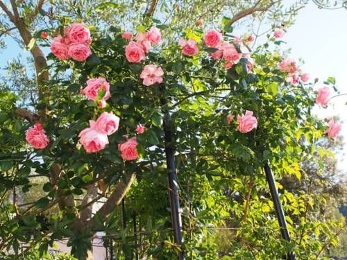 Outdoor Pictures 20