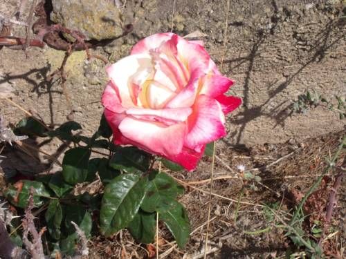 Outdoor Pictures 11