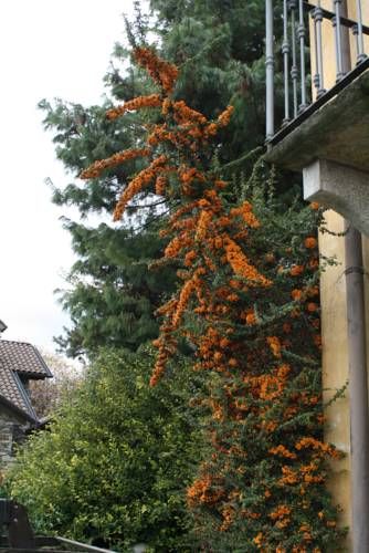Outdoor Pictures 19