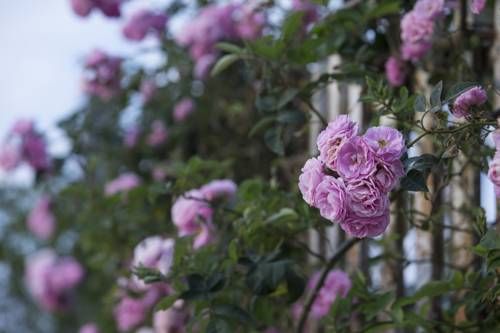 Outdoor Pictures 12