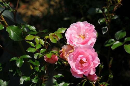 Outdoor Pictures 20