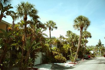 Coquina On The Beach