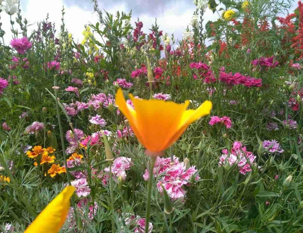 Outdoor Pictures 24