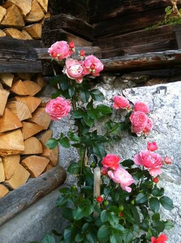 Outdoor Pictures 10