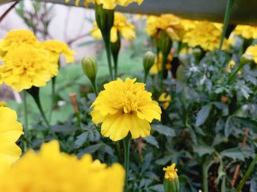 Outdoor Pictures 22