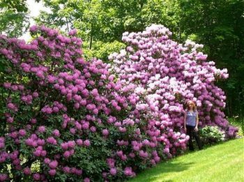 Outdoor Pictures 17