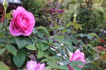 Outdoor Pictures 20