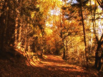 Outdoor Pictures 22