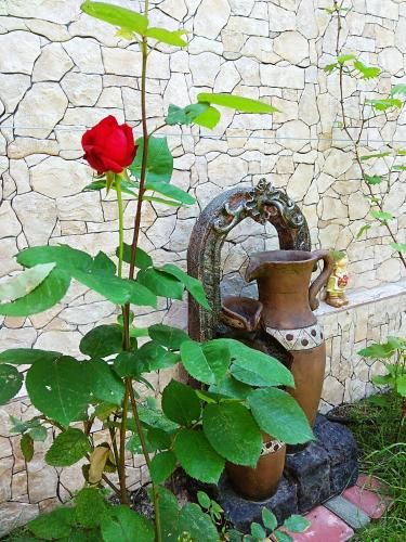 Outdoor Pictures 21