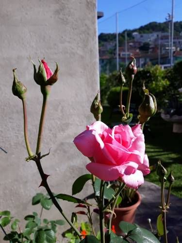 Outdoor Pictures 14