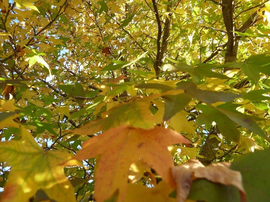 Outdoor Pictures 19