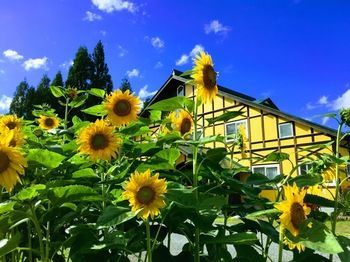 Outdoor Pictures 22