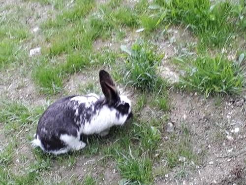 Outdoor Pictures 21