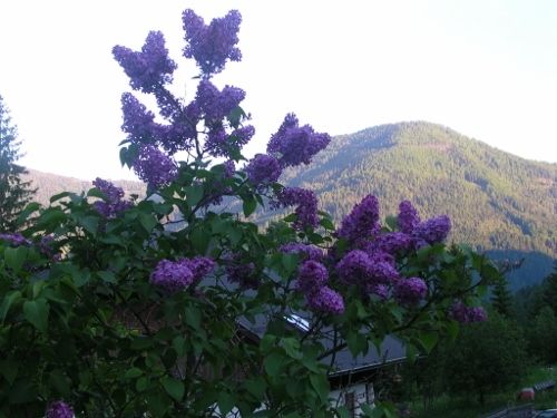 Outdoor Pictures 17
