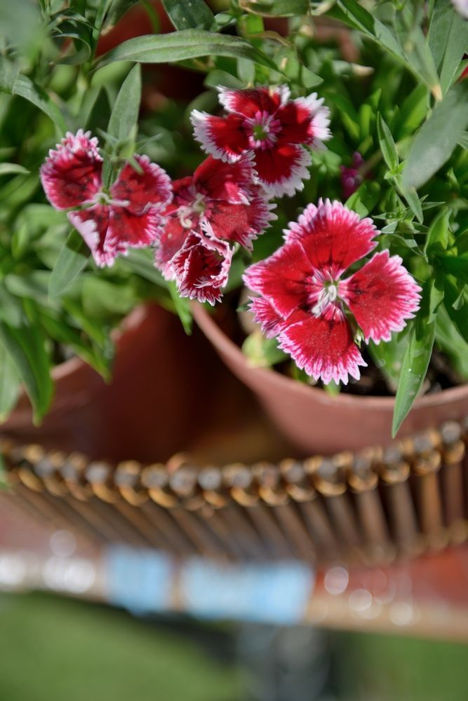 Outdoor Pictures 21