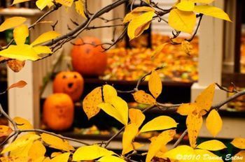 Outdoor Pictures 19
