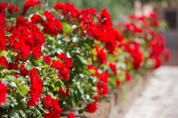Outdoor Pictures 15