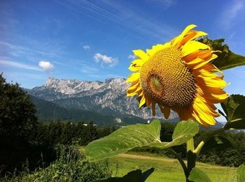 Outdoor Pictures 20
