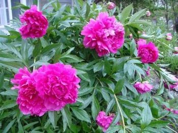 Outdoor Pictures 22