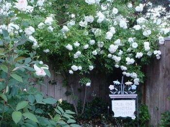 Outdoor Pictures 23