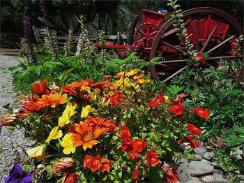 Outdoor Pictures 16