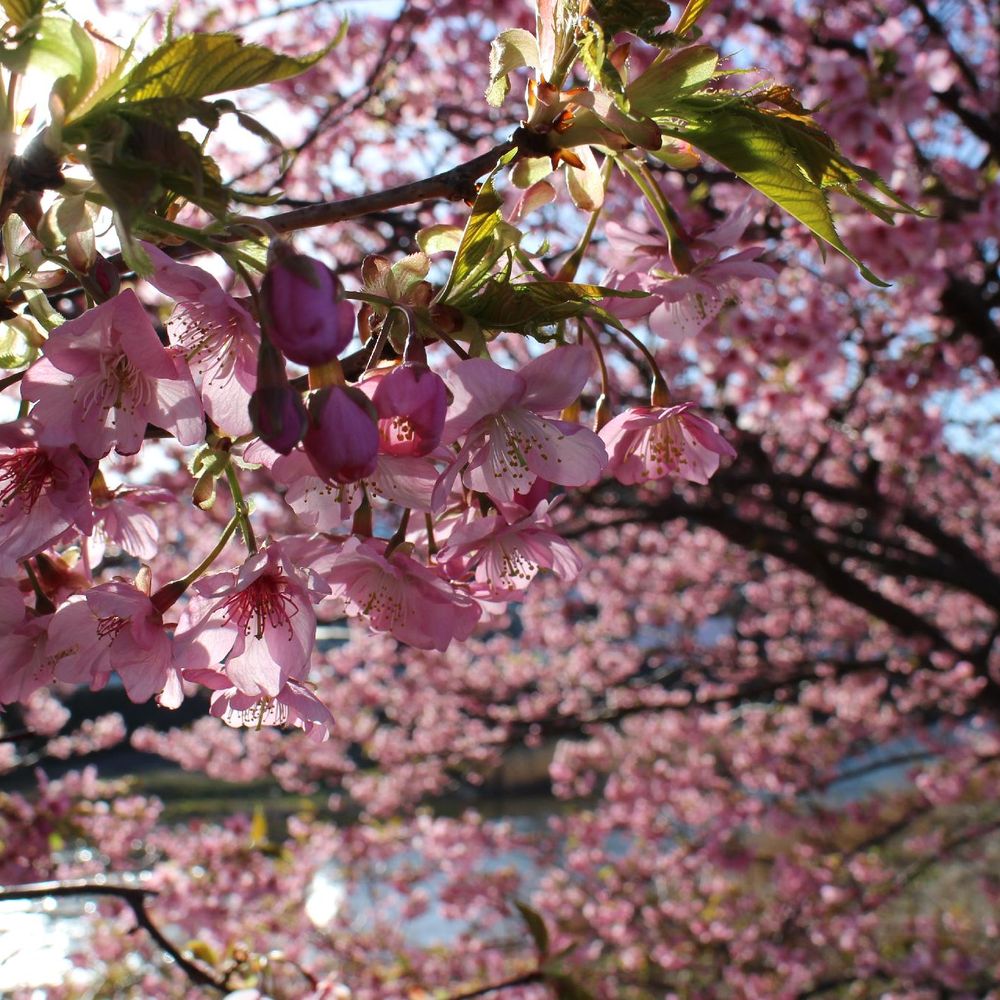 Outdoor Pictures 1