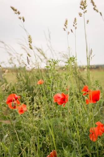 Outdoor Pictures 21
