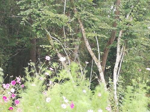 Outdoor Pictures 21