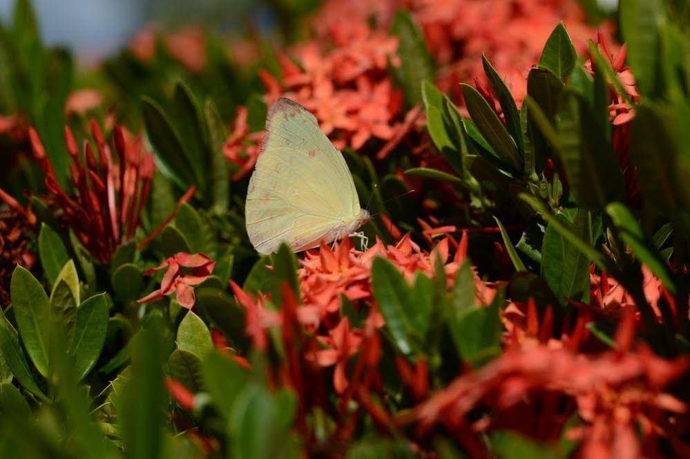 Outdoor Pictures 14