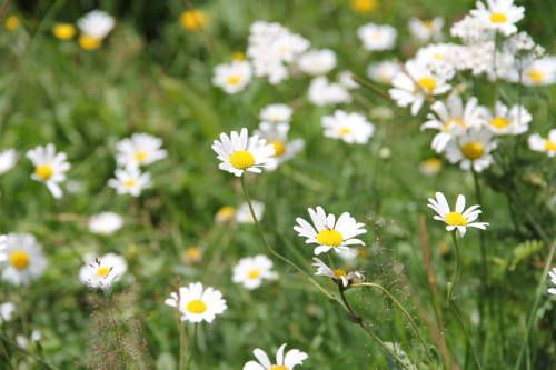 Outdoor Pictures 20
