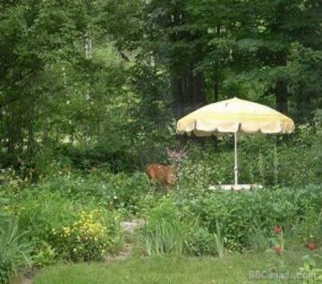 Outdoor Pictures 24