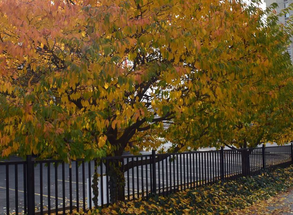 Outdoor Pictures 21