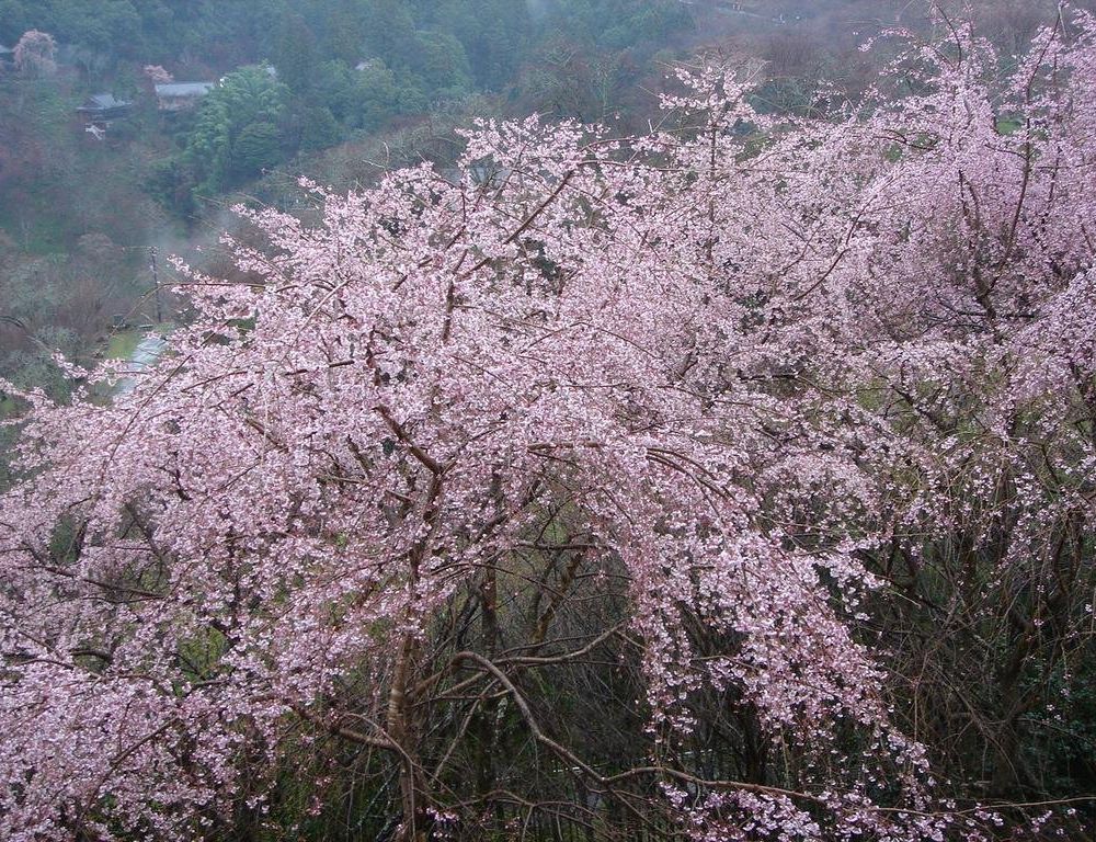 Outdoor Pictures 22