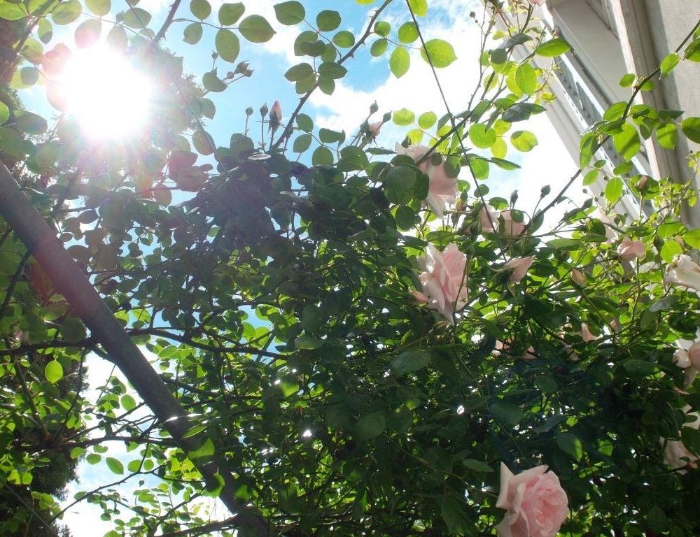 Outdoor Pictures 21