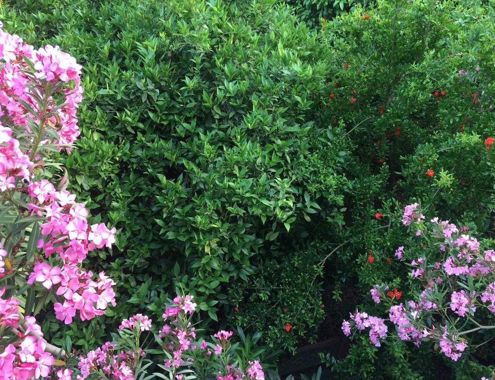Outdoor Pictures 22