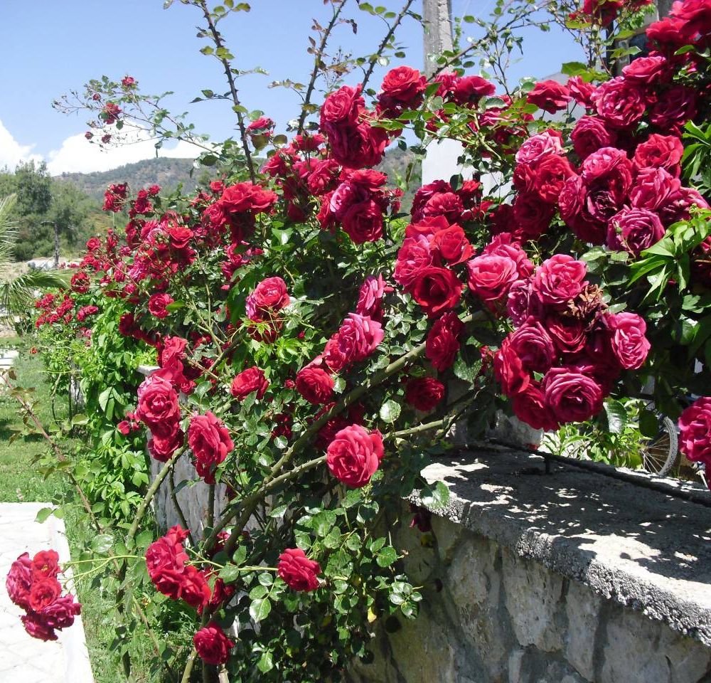 Outdoor Pictures 24