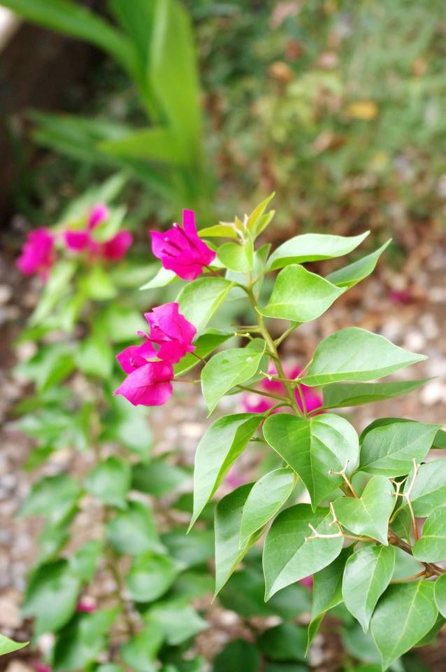 Outdoor Pictures 23