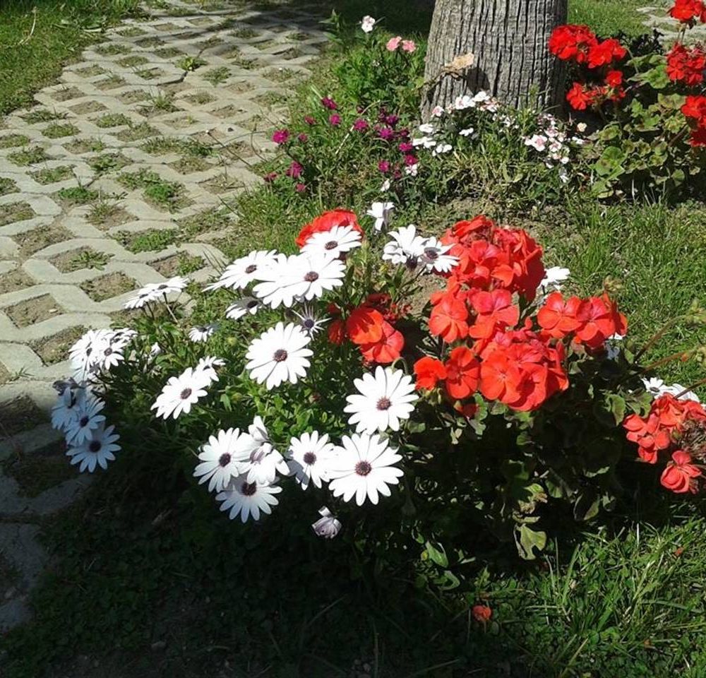 Outdoor Pictures 17