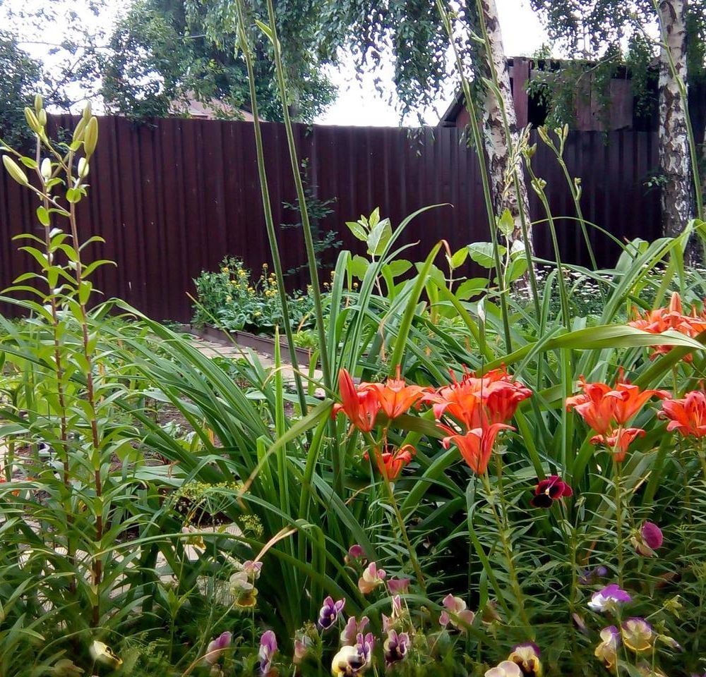 Outdoor Pictures 22
