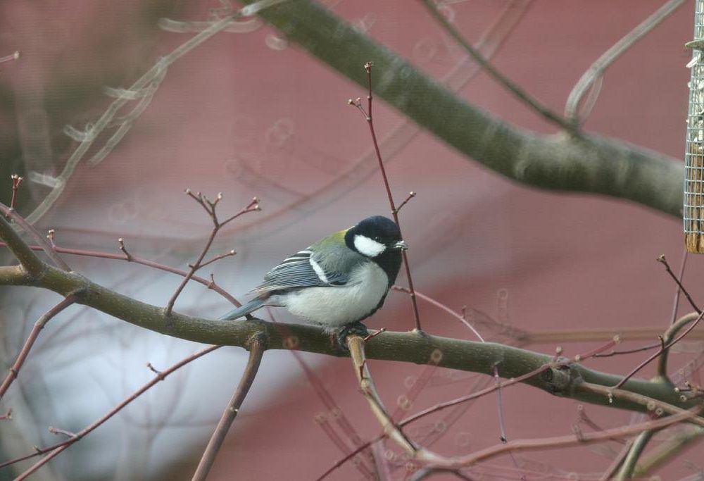 Outdoor Pictures 12