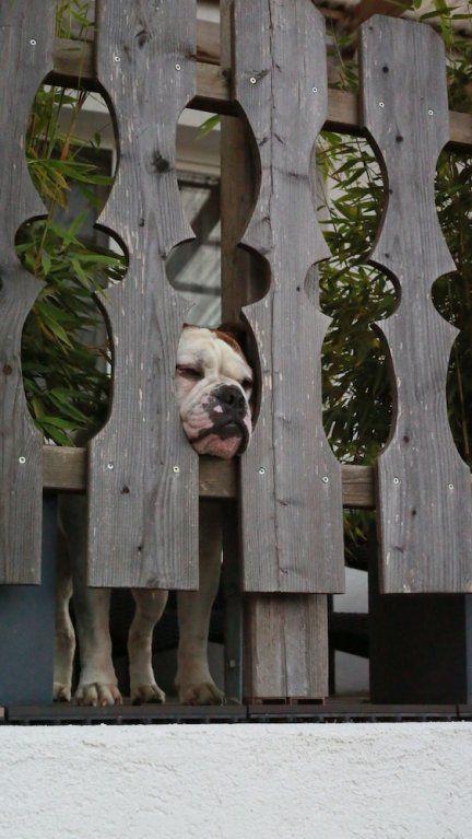 Outdoor Pictures 21