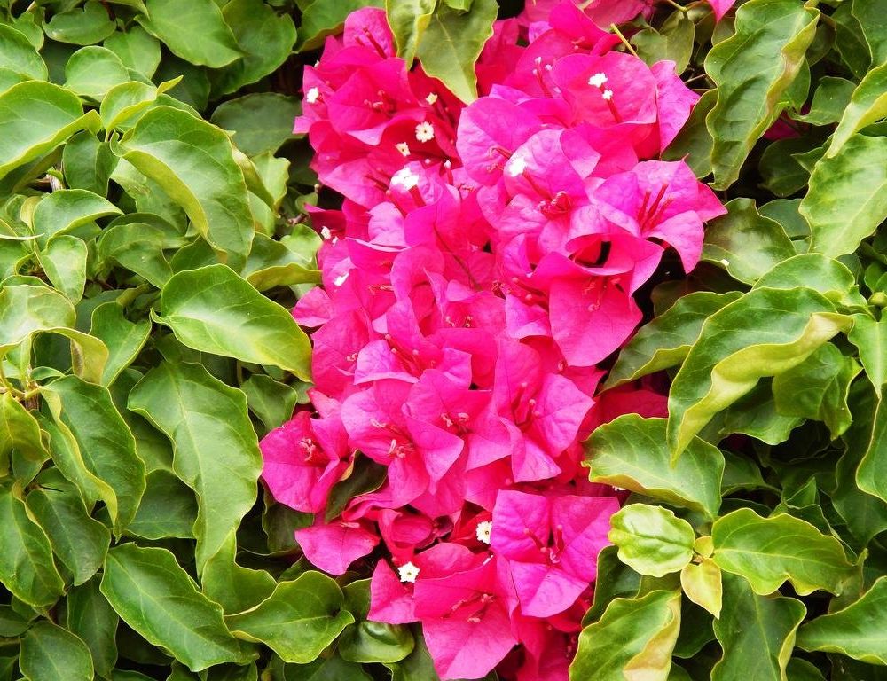 Outdoor Pictures 15