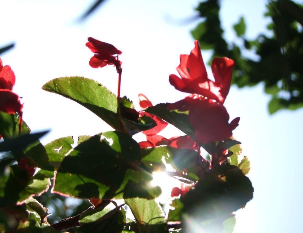 Outdoor Pictures 15