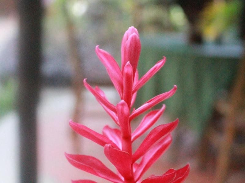 Outdoor Pictures 9