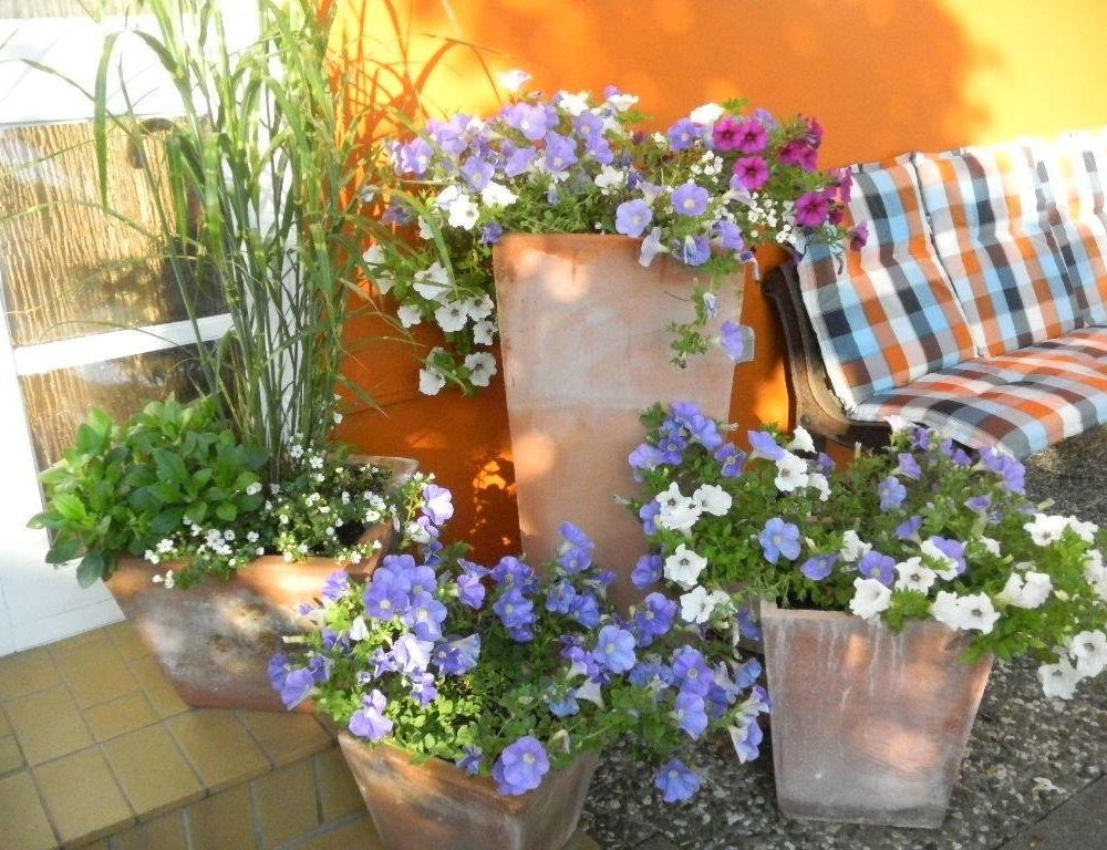 Outdoor Pictures 16