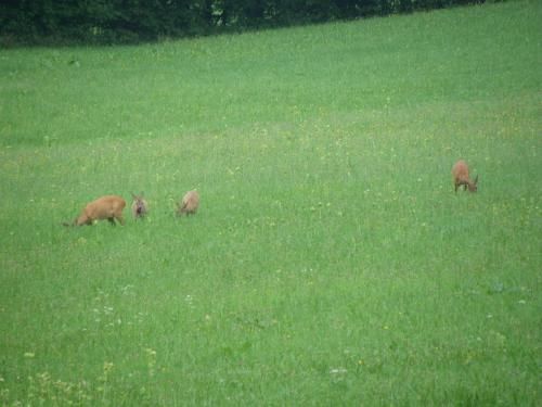 Outdoor Pictures 16