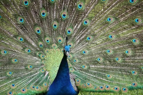 Outdoor Pictures 20