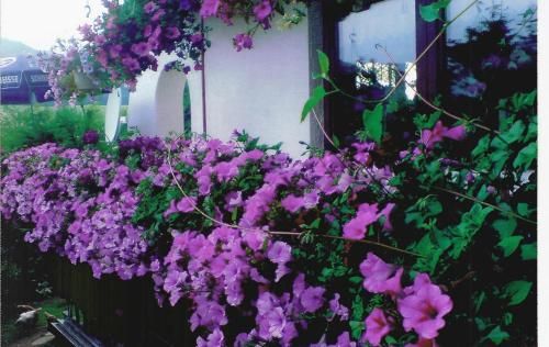 Outdoor Pictures 19