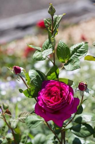 Outdoor Pictures 20