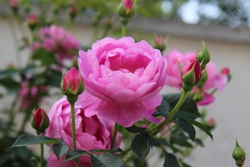Outdoor Pictures 12